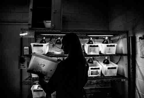 Person looks into a white bin, in front of her are more white bins on a shelf lit with warming lights. 